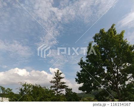 初夏の雲と樹 116154167
