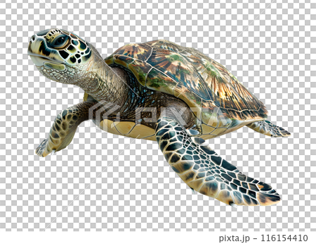 Big Sea Turtle isolated on transparent background, wild life concept, realistic illustration 116154410