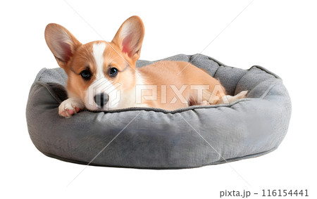 Corgi dog lying in dog bed, isolated on transparent background, pet concept 116154441