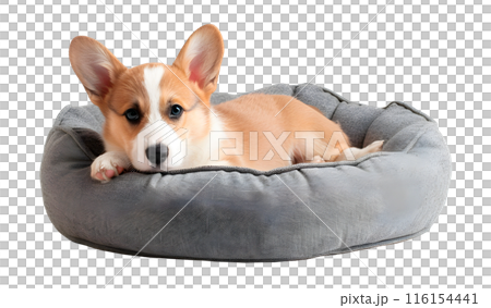 Corgi dog lying in dog bed, isolated on transparent background, pet concept 116154441