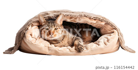 Cute cat lying in bed, isolated on transparent background, pet concept 116154442