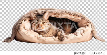 Cute cat lying in bed, isolated on transparent background, pet concept 116154442