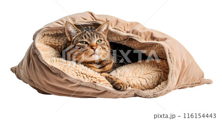 Cute cat lying in bed, isolated on transparent background, pet concept 116154443