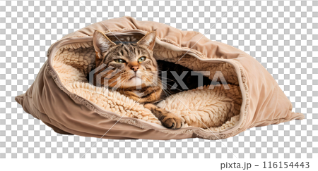 Cute cat lying in bed, isolated on transparent background, pet concept 116154443