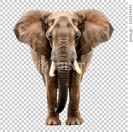Big African Elephant isolated on transparent background, wild life concept 116154445