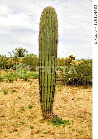 Central Sonora Desert Arizona Central Sonora Desert Arizona 116154483