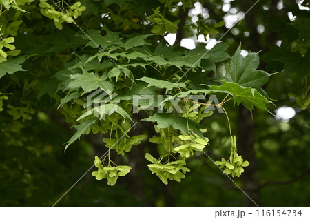 オオモミジの翼果 116154734