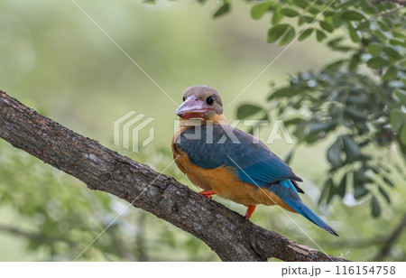 Stork-billed kingfisher childhood on the branch of a tree. Stork-billed kingfisher childhood on the branch of a tree. 116154758