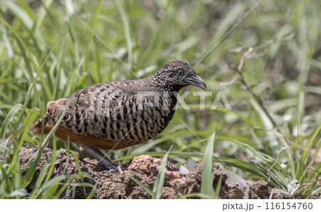 Barred Buttonquail on the ground animal portrait. Barred Buttonquail on the ground animal portrait. 116154760