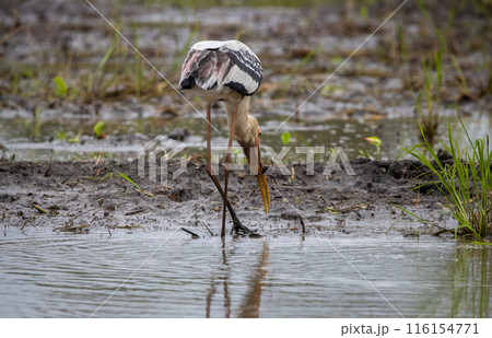 Painted Stork on the ground animal portrait. 116154771
