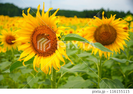 ひまわり 玉城町 ひまわり 玉城町 116155115