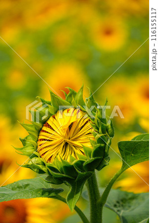 ひまわり　玉城町 116155117