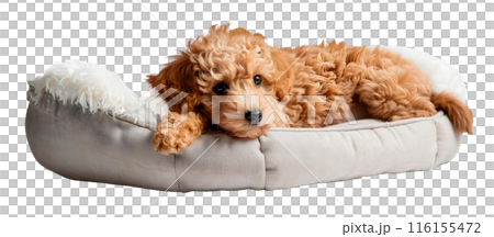 Toy Poodle dog lying in bed, isolated on transparent background, pet concept 116155472