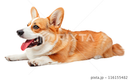 Cute Corgi dog isolated on transparent background, pet concept, realistic illustration 116155482