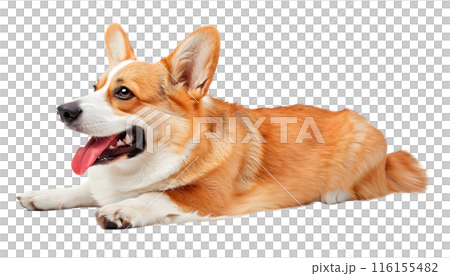 Cute Corgi dog isolated on transparent background, pet concept, realistic illustration 116155482