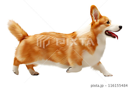 Running Cute Corgi dog isolated on transparent background, pet concept 116155484
