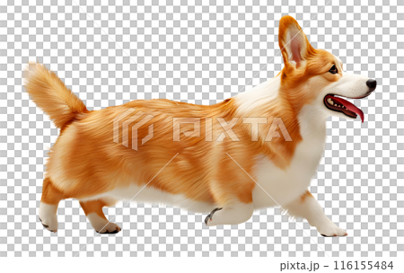 Running Cute Corgi dog isolated on transparent background, pet concept 116155484
