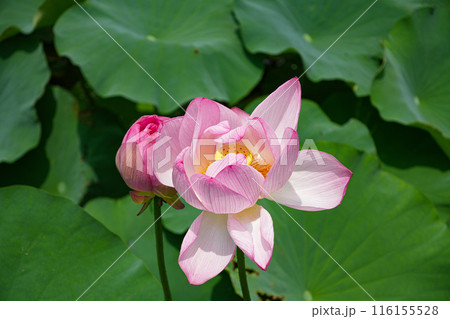 大賀蓮 田丸城址 大賀蓮 田丸城址 116155528