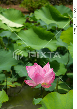 大賀蓮 田丸城址 大賀蓮 田丸城址 116155532