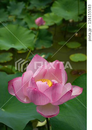 大賀蓮　田丸城址 116155583