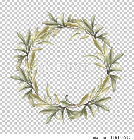 Olive branch, fruitless with green leaves. Watercolor wreath Botanical laurel leaf round composition. Hand drawn illustration for floral label, greeting card, wedding invitation on isolated background Olive branch, fruitless with green leaves. Watercolor wreath Botanical laurel leaf round composition. Hand drawn illustration for floral label, greeting card, wedding invitation on isolated background 116155597