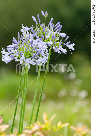 美しいアガパンサスの花 美しいアガパンサスの花 116155662