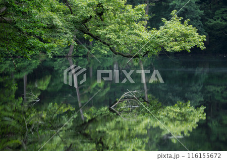 曇りの日の龍ヶ窪 116155672