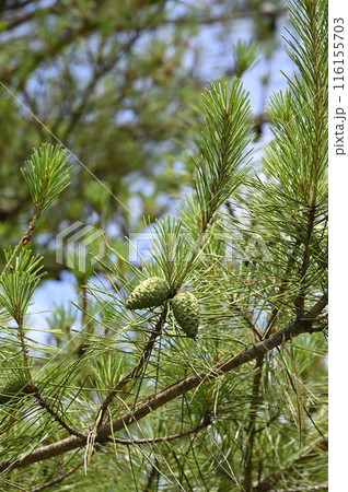 赤松の若い球果 赤松の若い球果 116155703