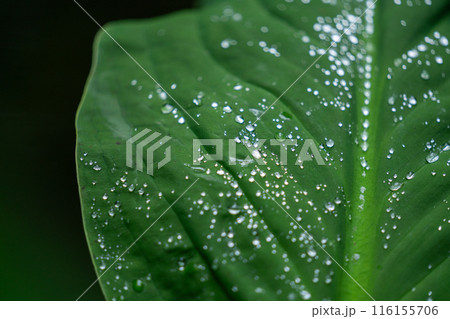 水滴が乗った大きな葉っぱのアップ 116155706
