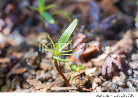 コノテガシワの実生 116155730