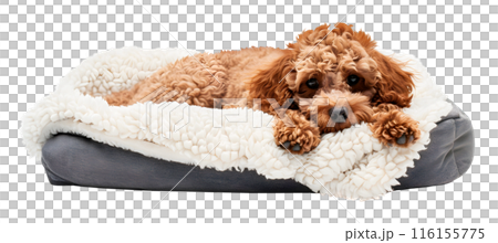 Cute Toy Poodle dog lying in bed, isolated on transparent background, pet concept 116155775