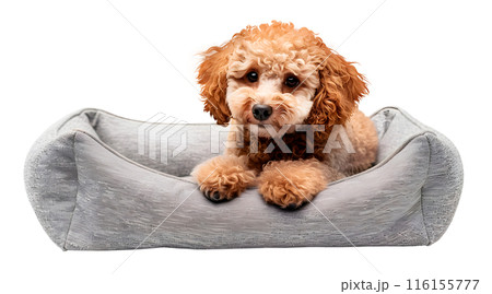 Cute Toy Poodle dog lying in bed, isolated on transparent background, pet concept 116155777