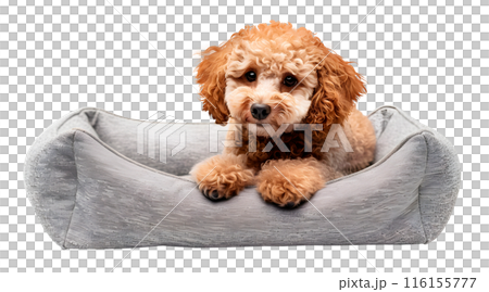 Cute Toy Poodle dog lying in bed, isolated on transparent background, pet concept 116155777