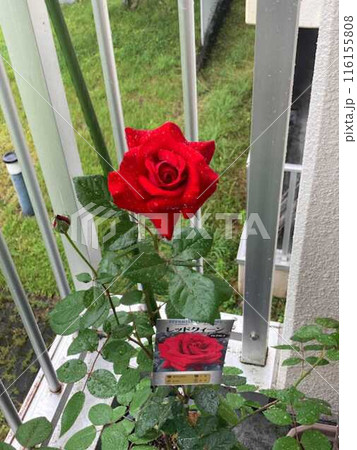 赤いバラ 116155808