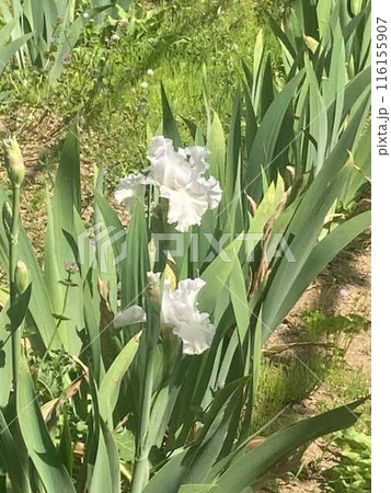 白い水仙 白い水仙 116155907