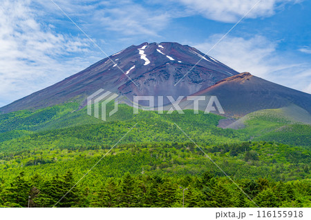 夏の水ケ塚公園　新緑　富士山 116155918