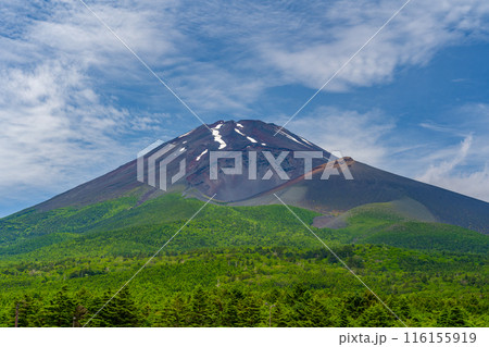 夏の水ケ塚公園　新緑　富士山 116155919