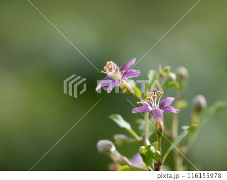 薄紫の枸杞の花 116155978