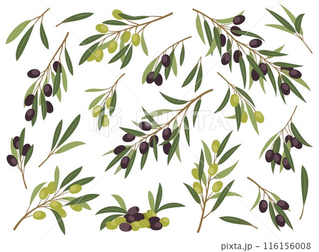 Black and green olive twigs. Cartoon mediterranean plant branches with leaves and berries, organic greek, italian food, cooking ingredient, healthy product tidy vector set isolated Black and green olive twigs. Cartoon mediterranean plant branches with leaves and berries, organic greek, italian food, cooking ingredient, healthy product tidy vector set isolated 116156008