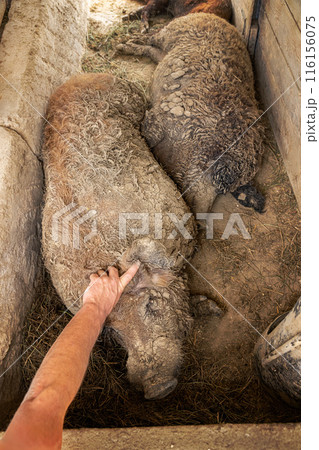 Farmer is checking mangalica pigs Farmer is checking mangalica pigs 116156075