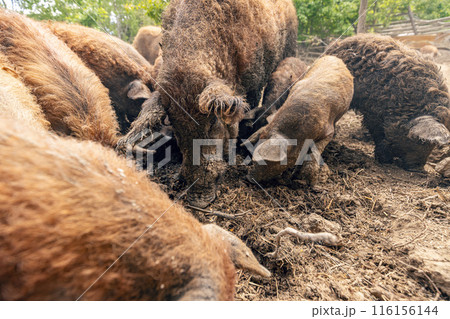 Herd of mangalica pigs 116156144