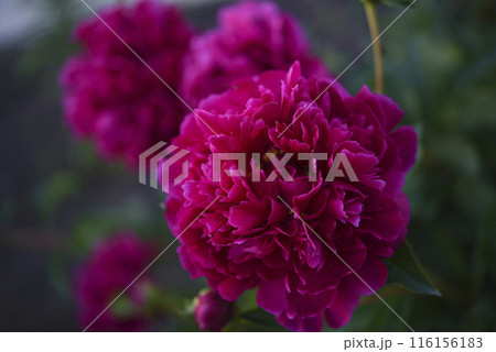 Large red peony flowers in the summer garden. Paeonia officinalis. 116156183