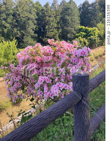 花のある風景 花のある風景 116156399