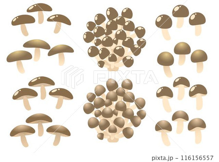 いろいろなキノコのセット 116156557
