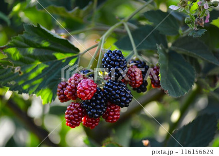 黒い実をつけたブラックベリーの実 116156629