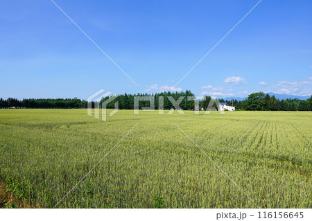 幸福駅近くで、小麦畑と防風林。そして、青空 116156645