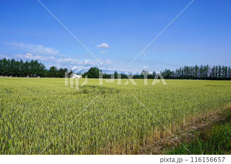 幸福駅近くで、小麦畑と防風林。そして、青空 116156657