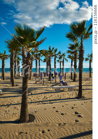 Planting palm trees on the beach Planting palm trees on the beach 116156666