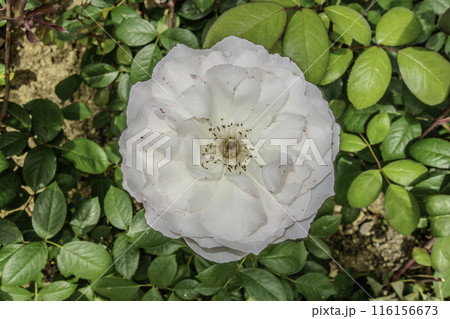 Meise Botanical Garden in Belgium. White Rose 116156673