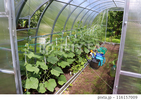 Greenhouse with open doors and vents with cucumber bushes 116157009